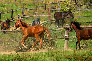 brown horse hopping beside fence infront of brown horse timelapse photography during daytime HD wallpaper